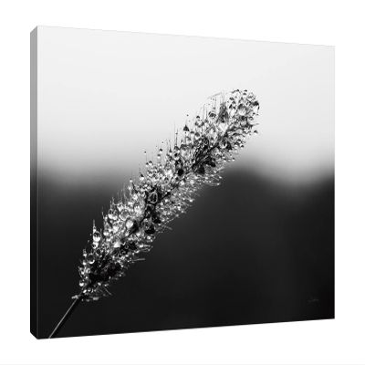 Jaxson Rea "Seeds and Water II Gallery Wrapped Canvas by Aledanda, 32" x 24"
