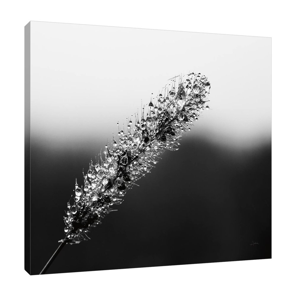 Jaxson Rea "Seeds and Water II Gallery Wrapped Canvas by Aledanda, 32" x 24"