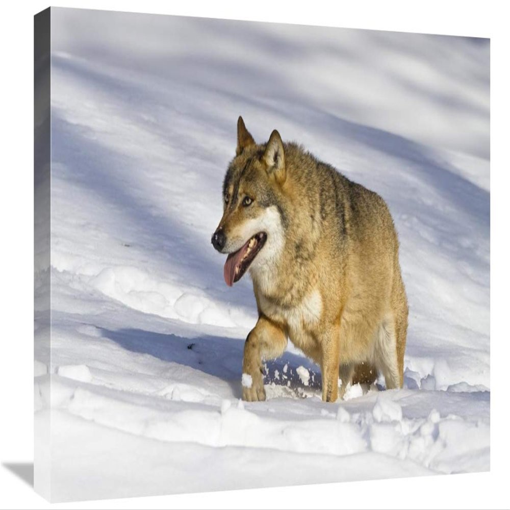 16 x 24 in. Wolf Walking in Snow, Bavarian Forest National Park, Bavaria, Germany Art Print - Konrad Wothe