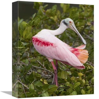12 x 18 in. Roseate Spoonbill Preening, Merritt Island National Wildlife Refuge, Florida Art Print - Steve Gettle