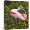 12 x 18 in. Roseate Spoonbill Preening, Merritt Island National Wildlife Refuge, Florida Art Print - Steve Gettle view 1