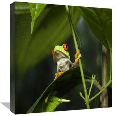 12 x 18 in. Red-Eyed Tree Frog on Leaf, Costa Rica Art Print - Konrad Wothe