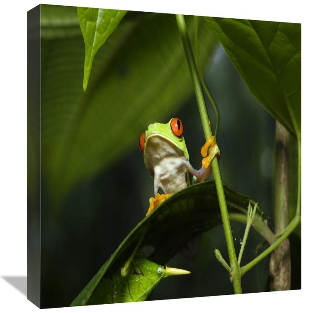 12 x 18 in. Red-Eyed Tree Frog on Leaf, Costa Rica Art Print - Konrad Wothe