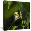 12 x 18 in. Red-Eyed Tree Frog on Leaf, Costa Rica Art Print - Konrad Wothe view 1