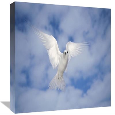 12 x 18 in. White Tern Also Known As Fairy Tern, Hovering in Search of Nest Site, Midway Atoll, Hawaii Art Print - Tui De Roy
