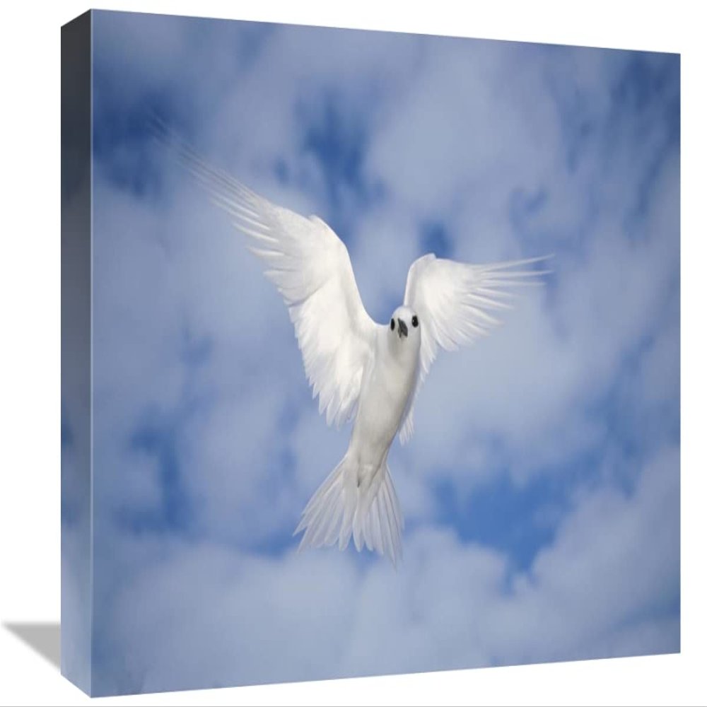 12 x 18 in. White Tern Also Known As Fairy Tern, Hovering in Search of Nest Site, Midway Atoll, Hawaii Art Print - Tui De Roy