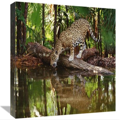 12 x 18 in. Jaguar Drinking, Belize Zoo, Belize Art Print - Gerry Ellis