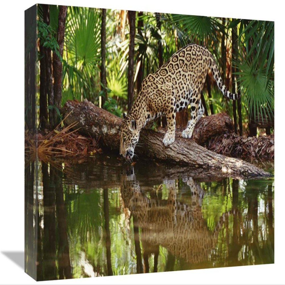12 x 18 in. Jaguar Drinking, Belize Zoo, Belize Art Print - Gerry Ellis