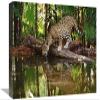 12 x 18 in. Jaguar Drinking, Belize Zoo, Belize Art Print - Gerry Ellis view 1