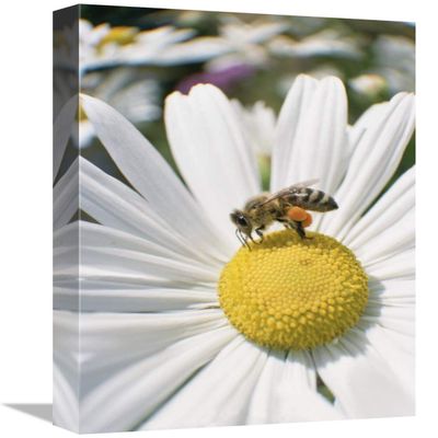 12 x 18 in. Honey Bee Collecting Pollen from Daisy, Germany Art Print - Konrad Wothe