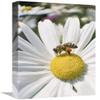 12 x 18 in. Honey Bee Collecting Pollen from Daisy, Germany Art Print - Konrad Wothe view 1