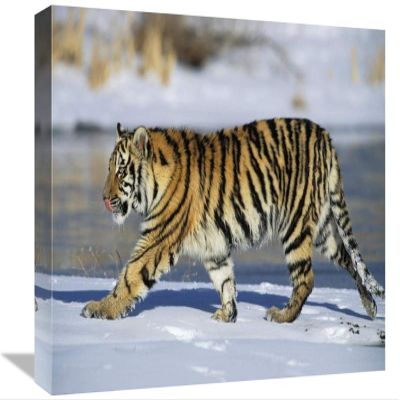 12 x 18 in. Siberian Tiger Cub Walking in Snow, Native to Siberia Art Print - Konrad Wothe