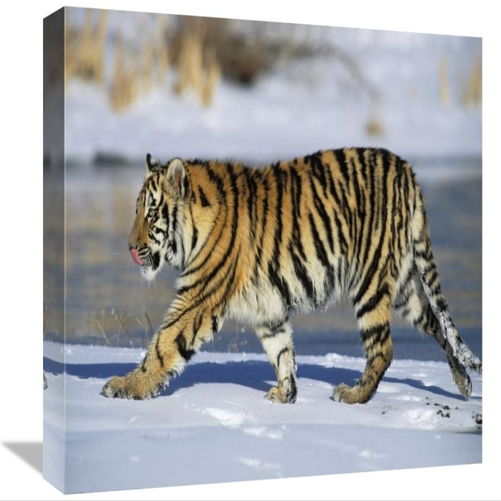 12 x 18 in. Siberian Tiger Cub Walking in Snow, Native to Siberia Art Print - Konrad Wothe