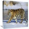 12 x 18 in. Siberian Tiger Cub Walking in Snow, Native to Siberia Art Print - Konrad Wothe view 1