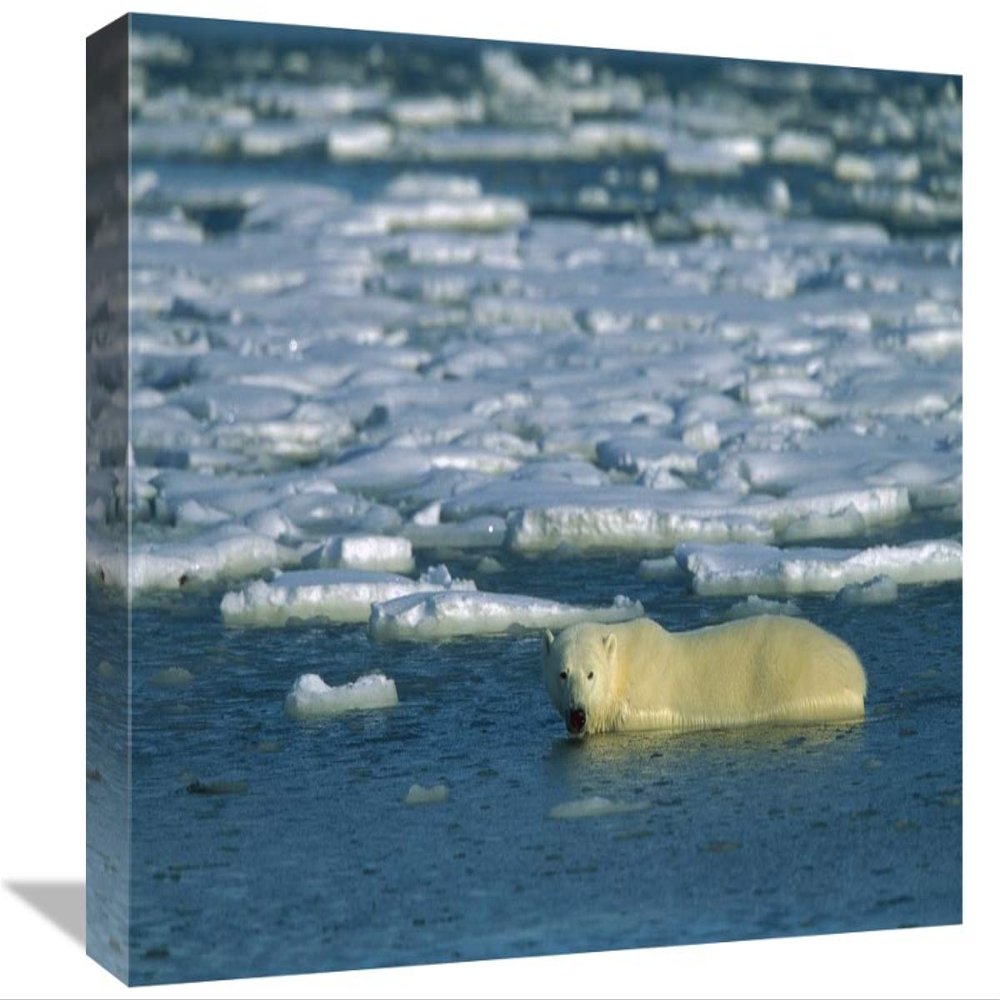 12 x 18 in. Polar Bear Wading in Water Along Ice Floe, Churchill, Canada Art Print - Konrad Wothe