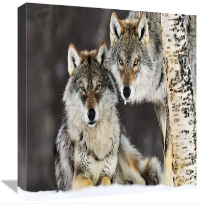 12 x 18 in. Gray Wolf Pair in The Snow, Norway Art Print - Jasper Doest