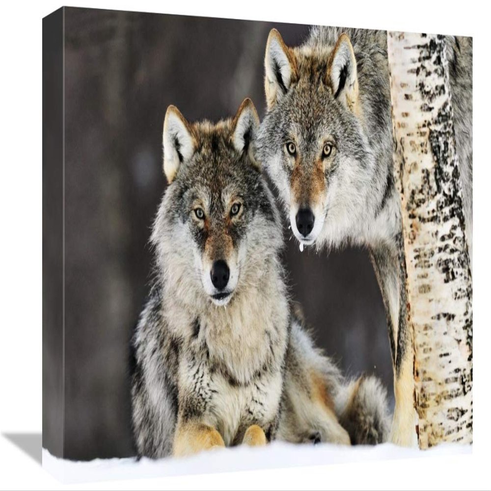 12 x 18 in. Gray Wolf Pair in The Snow, Norway Art Print - Jasper Doest