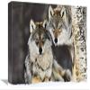 12 x 18 in. Gray Wolf Pair in The Snow, Norway Art Print - Jasper Doest view 1