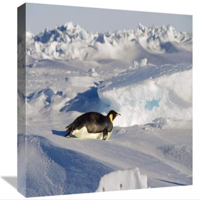 12 x 18 in. Emperor Penguin Tobogganing on Belly, Antarctica Art Print - Konrad Wothe