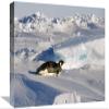 12 x 18 in. Emperor Penguin Tobogganing on Belly, Antarctica Art Print - Konrad Wothe view 1