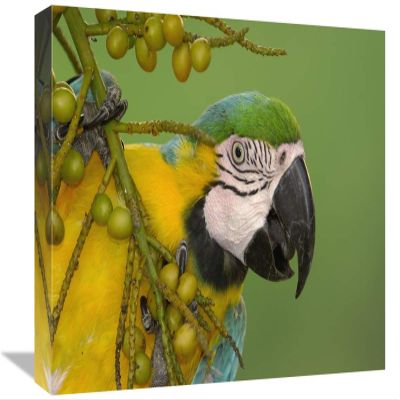 12 x 18 in. Blue & Yellow Macaw Feeding on Palm Fruit, South America Art Print - Pete Oxford