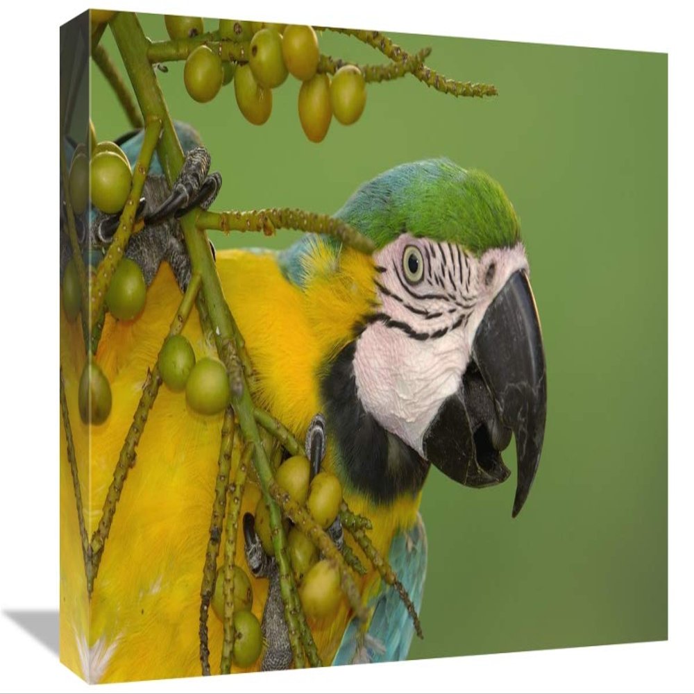 12 x 18 in. Blue & Yellow Macaw Feeding on Palm Fruit, South America Art Print - Pete Oxford