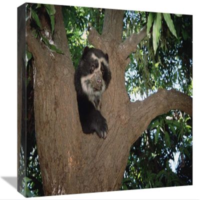12 x 18 in. Spectacled Bear Resting in Andean Foothills, Cerro Chaparri, Peru Art Print - Tui De Roy