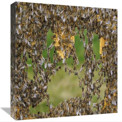 12 x 18 in. Honey Bee Chains Made to Repair Honeycomb, Germany Art Print - Heidi and Hans-Juergen Koch