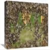 12 x 18 in. Honey Bee Chains Made to Repair Honeycomb, Germany Art Print - Heidi and Hans-Juergen Koch view 1