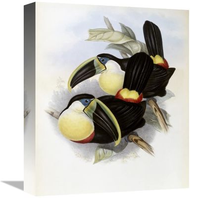 16 in. Citron-Brested Toucan Art Print - John Gould