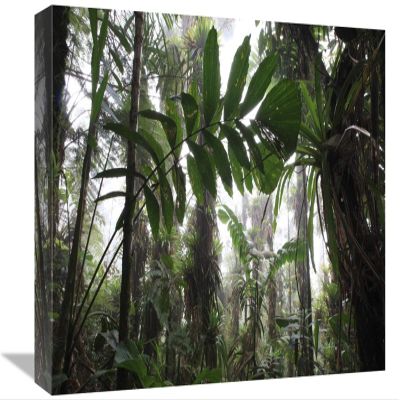 12 x 18 in. Bromeliad & Tree Fern at 1600 Meters Altitude in Tropical Rainforest, Sierra Nevada De Santa Marta National Park, Colombia Art Print - Cyril Ruoso