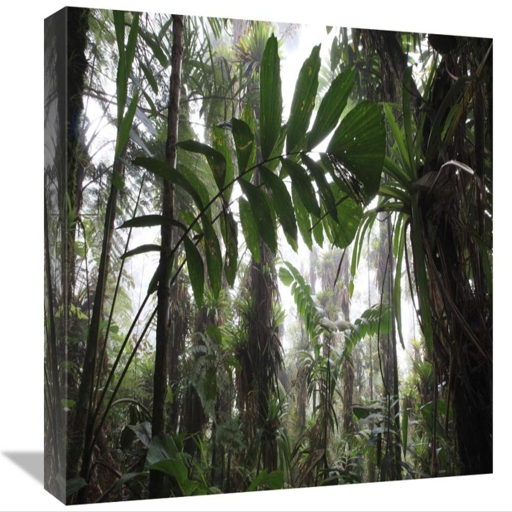 12 x 18 in. Bromeliad & Tree Fern at 1600 Meters Altitude in Tropical Rainforest, Sierra Nevada De Santa Marta National Park, Colombia Art Print - Cyril Ruoso