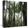 12 x 18 in. Bromeliad & Tree Fern at 1600 Meters Altitude in Tropical Rainforest, Sierra Nevada De Santa Marta National Park, Colombia Art Print - Cyril Ruoso view 1