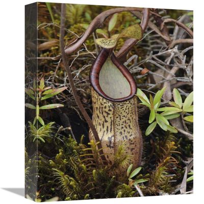 12 x 18 in. Pitcher Plant Pitcher, Kelantan, Malaysia Art Print - Chien Lee