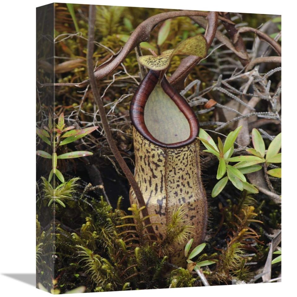 12 x 18 in. Pitcher Plant Pitcher, Kelantan, Malaysia Art Print - Chien Lee