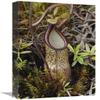 12 x 18 in. Pitcher Plant Pitcher, Kelantan, Malaysia Art Print - Chien Lee view 1