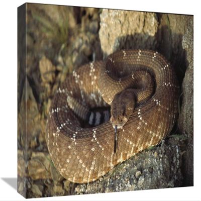 12 x 18 in. Red Rattlesnake Sensing with Its Tongue, Baja, Mexico Art Print - Larry Minden