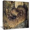 12 x 18 in. Red Rattlesnake Sensing with Its Tongue, Baja, Mexico Art Print - Larry Minden view 1