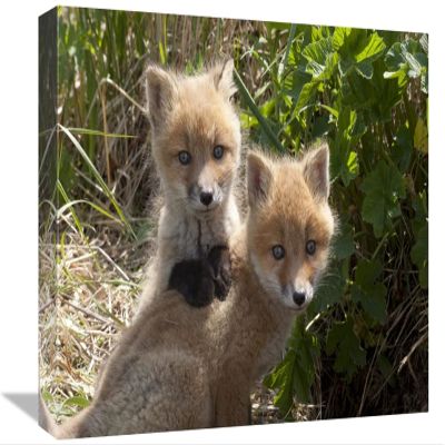 12 x 18 in. Red Fox Kits Playing, Katmai National Park, Alaska Art Print - Matthias Breiter