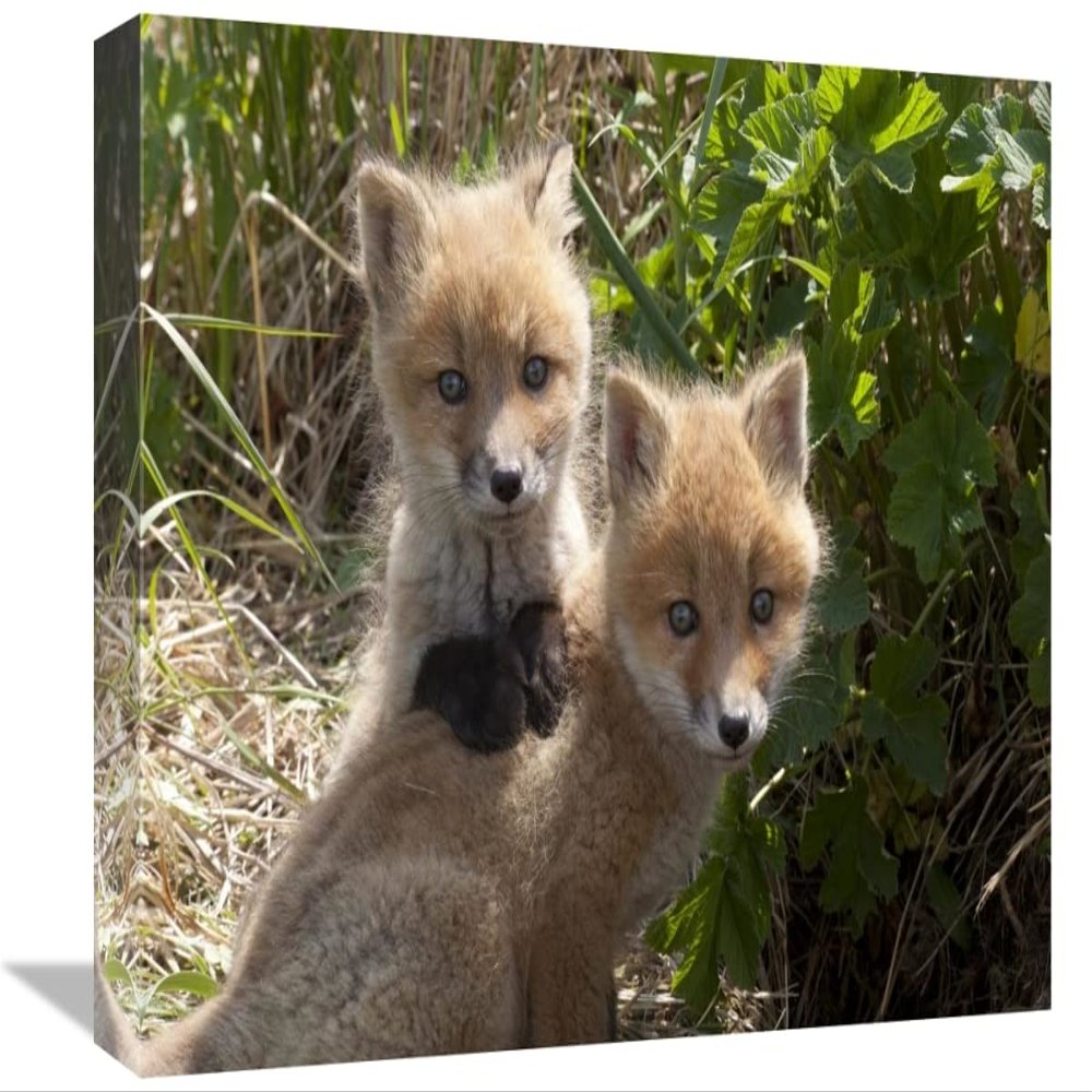 12 x 18 in. Red Fox Kits Playing, Katmai National Park, Alaska Art Print - Matthias Breiter