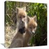 12 x 18 in. Red Fox Kits Playing, Katmai National Park, Alaska Art Print - Matthias Breiter view 1