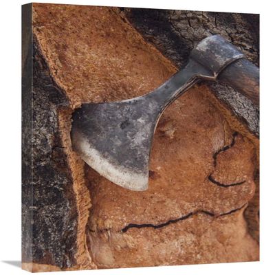 20 x 30 in. Cork Oak Bark Being Harvested for Wine Corks & Other Products, San Vicente De Alcantara, Extremadura, Spain Art Print - Pete Oxford