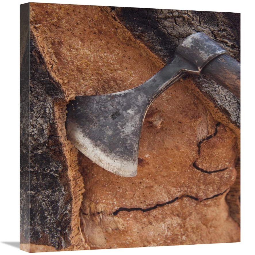 20 x 30 in. Cork Oak Bark Being Harvested for Wine Corks & Other Products, San Vicente De Alcantara, Extremadura, Spain Art Print - Pete Oxford