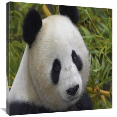 20 x 30 in. Giant Panda Portrait, Native to China Art Print - San Diego Zoo