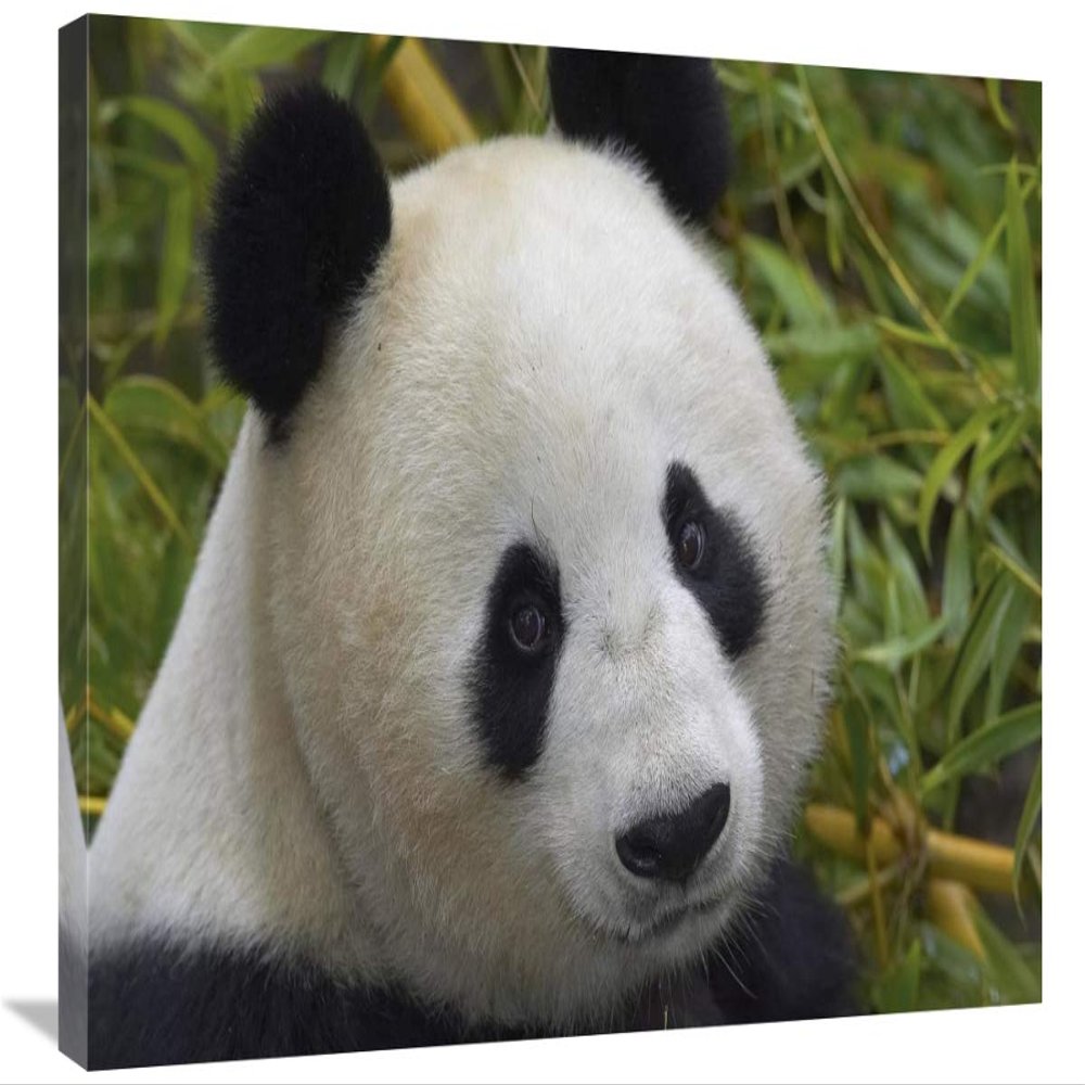 20 x 30 in. Giant Panda Portrait, Native to China Art Print - San Diego Zoo
