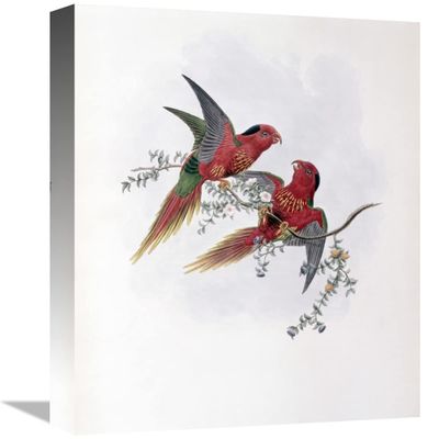 16 in. Pectoral Lorikeet Art Print - John Gould