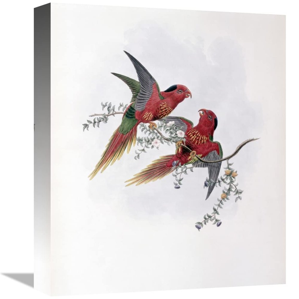 16 in. Pectoral Lorikeet Art Print - John Gould