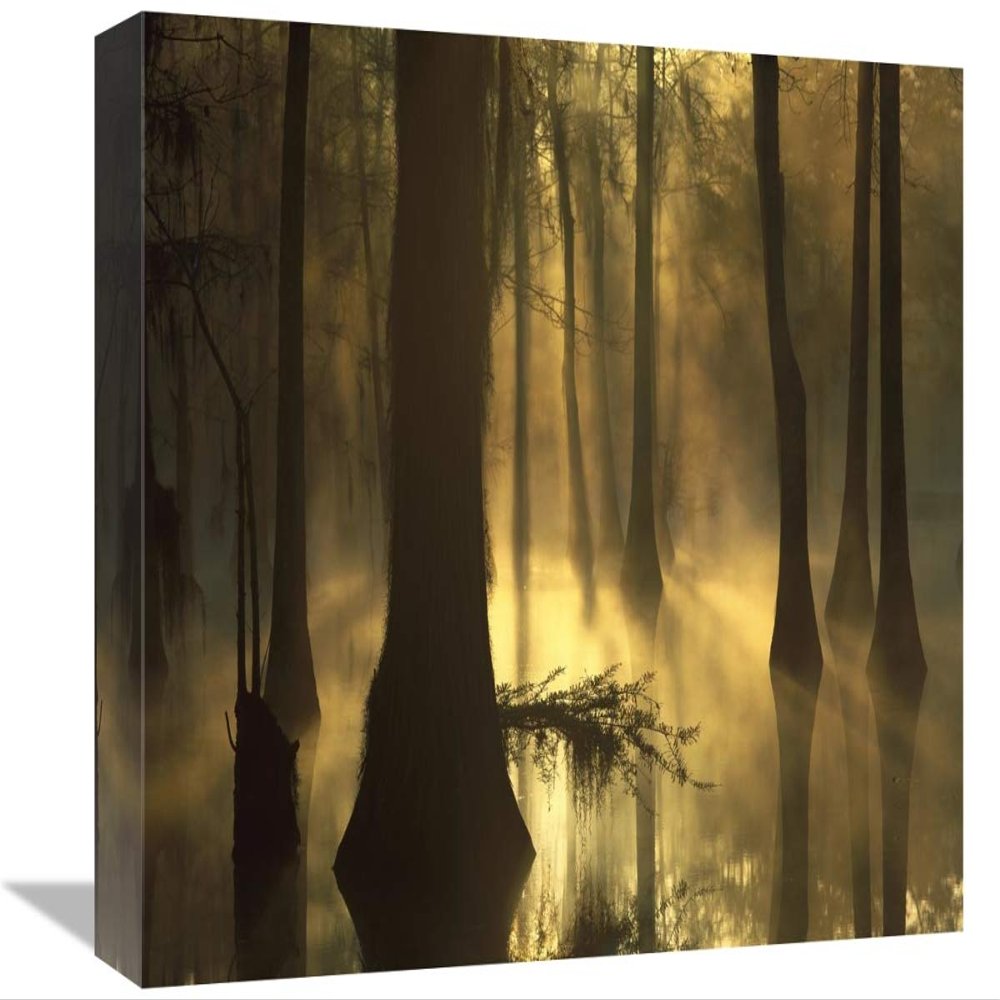 12 x 16 in. Bald Cypress Grove in Freshwater Swamp at Dawn, Lake Fausse Pointe, Louisiana Art Print - Tim Fitzharris