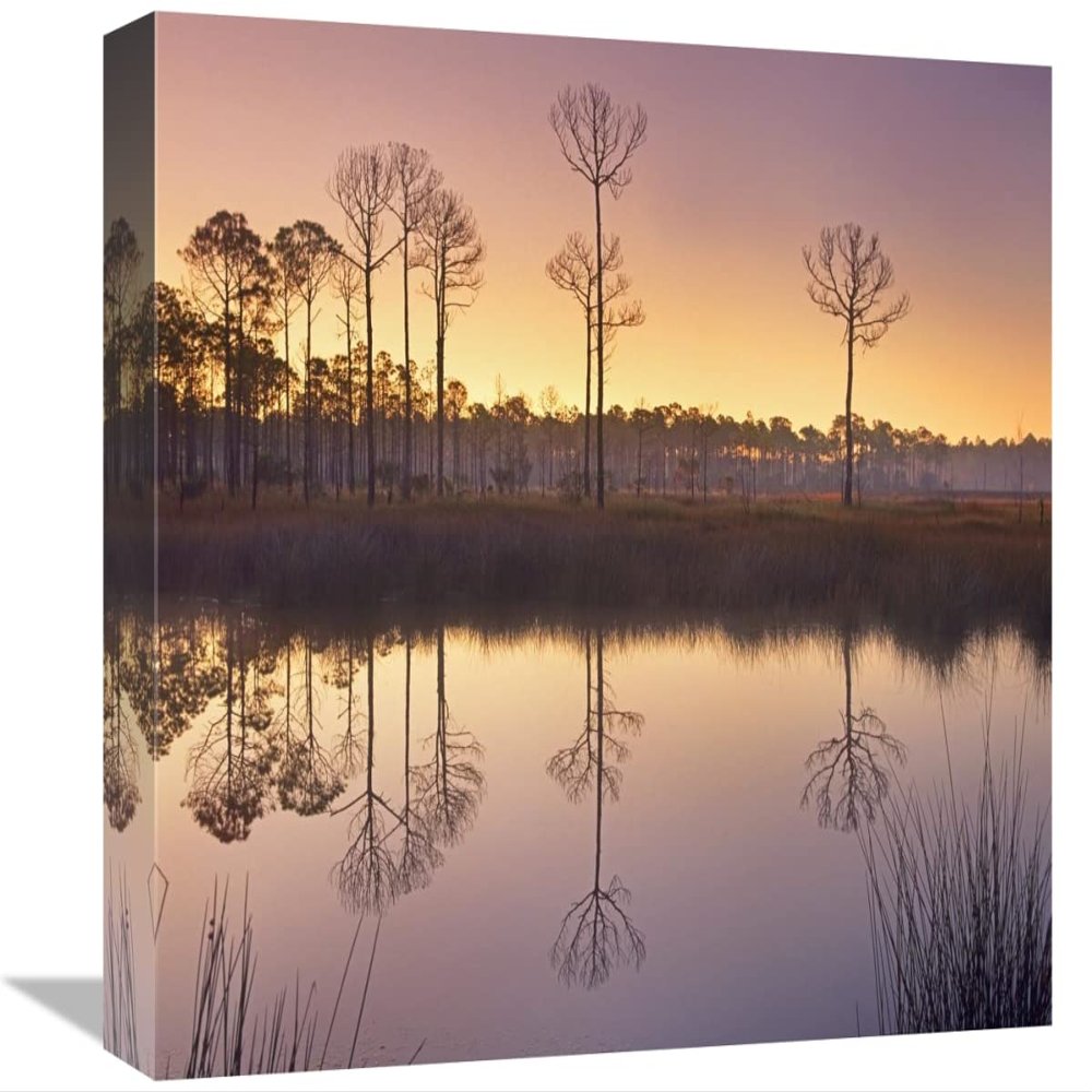 16 in. Pineland at Piney Point Near Hagens Cove, Florida Art Print - Tim Fitzharris