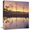 16 in. Pineland at Piney Point Near Hagens Cove, Florida Art Print - Tim Fitzharris view 1